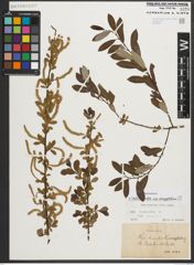 Foto von Salix triandra subsp. amygdalina (L.) Schübl. & G. Martens